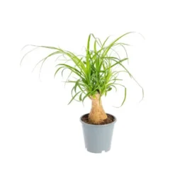 Beaucarnea. Le pot Ø 12 cm