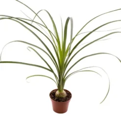 Beaucarnea ou Pied d’éléphant pot Ø6 cm