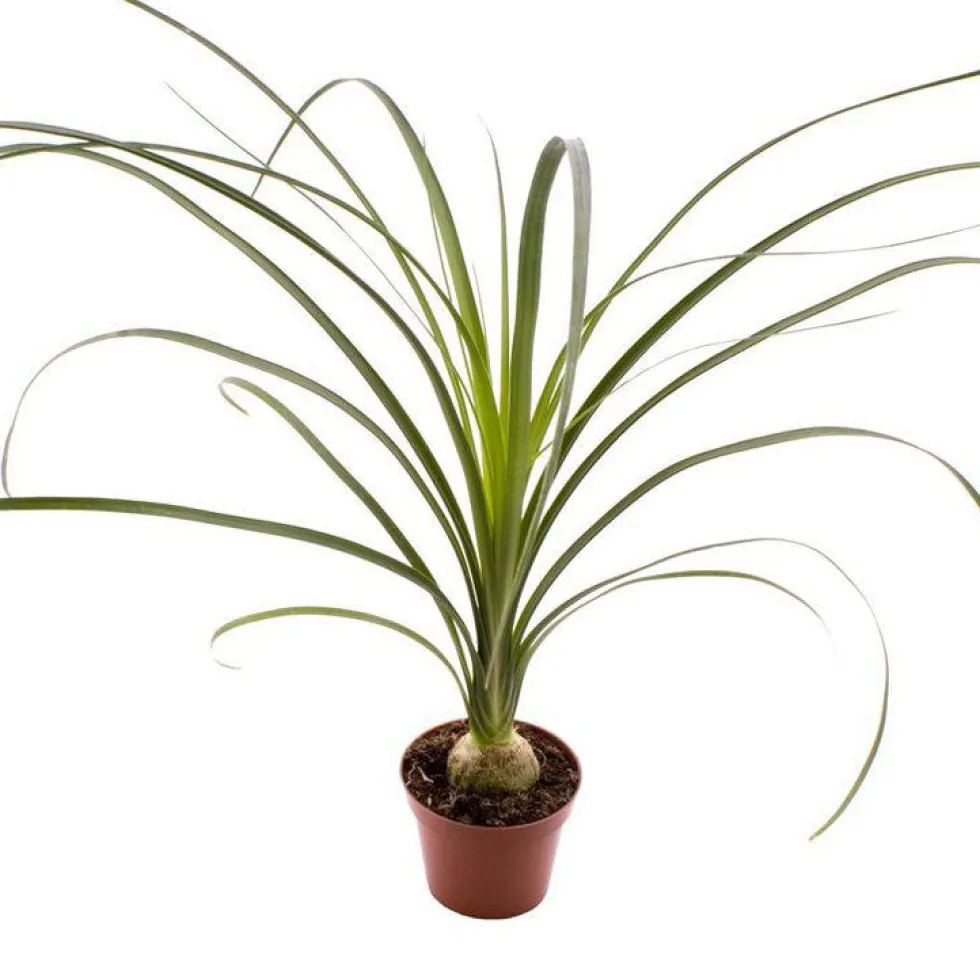 Beaucarnea ou Pied d’éléphant pot Ø6 cm