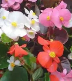 Bégonia Semperflorens - La suspension en osier