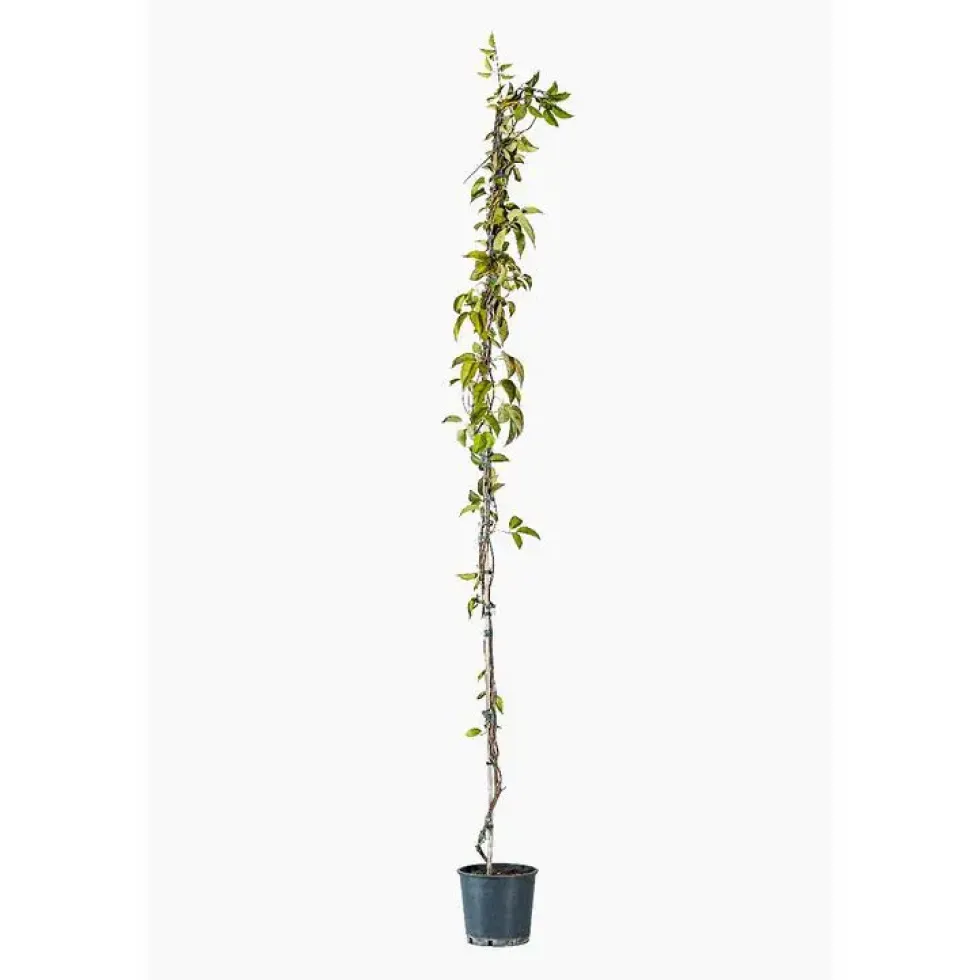 BIGNONIA VENUSTA. Le pot de 7 litres