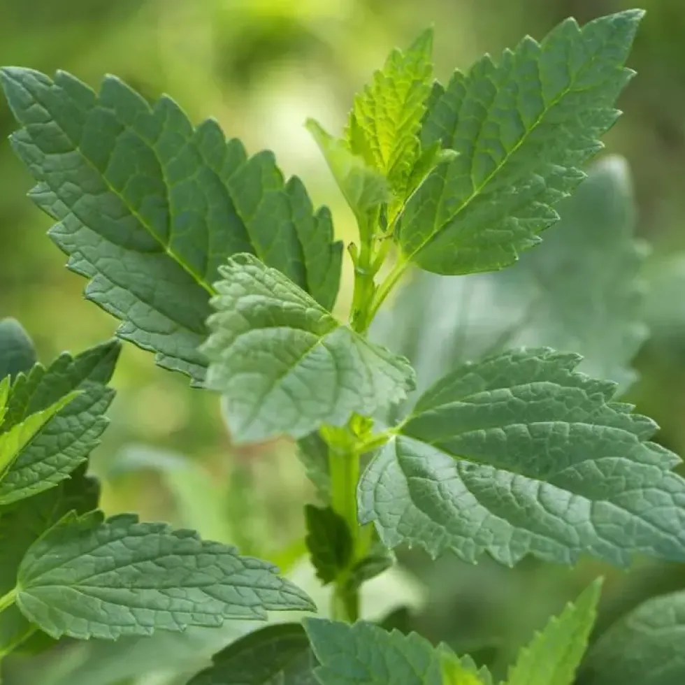 Boisson D'Été Agastache Bio. Le pot de 1 litre
