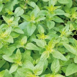 Boisson D'Été Basilic Citron Bio. Le pot de 1 litre