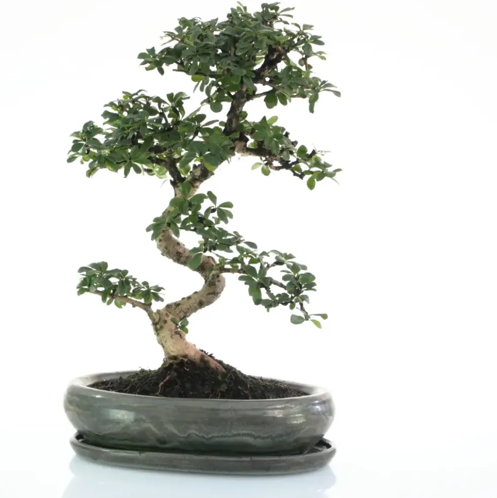 Bonsaï Carmona botanic® taille 5,5. Le pot