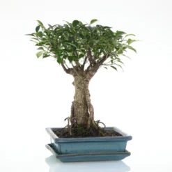 Bonsaï Ficus Retusa botanic® taille 5,5. Le pot
