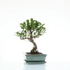 Bonsaï Ficus Retusa botanic® taille 2,5. Le pot