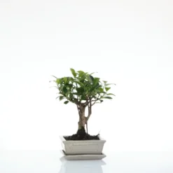 Bonsaï Ficus Retusa botanic® taille 1,5. Le pot