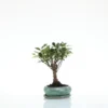 Bonsaï Ficus Retusa botanic® taille 1,2. Le pot
