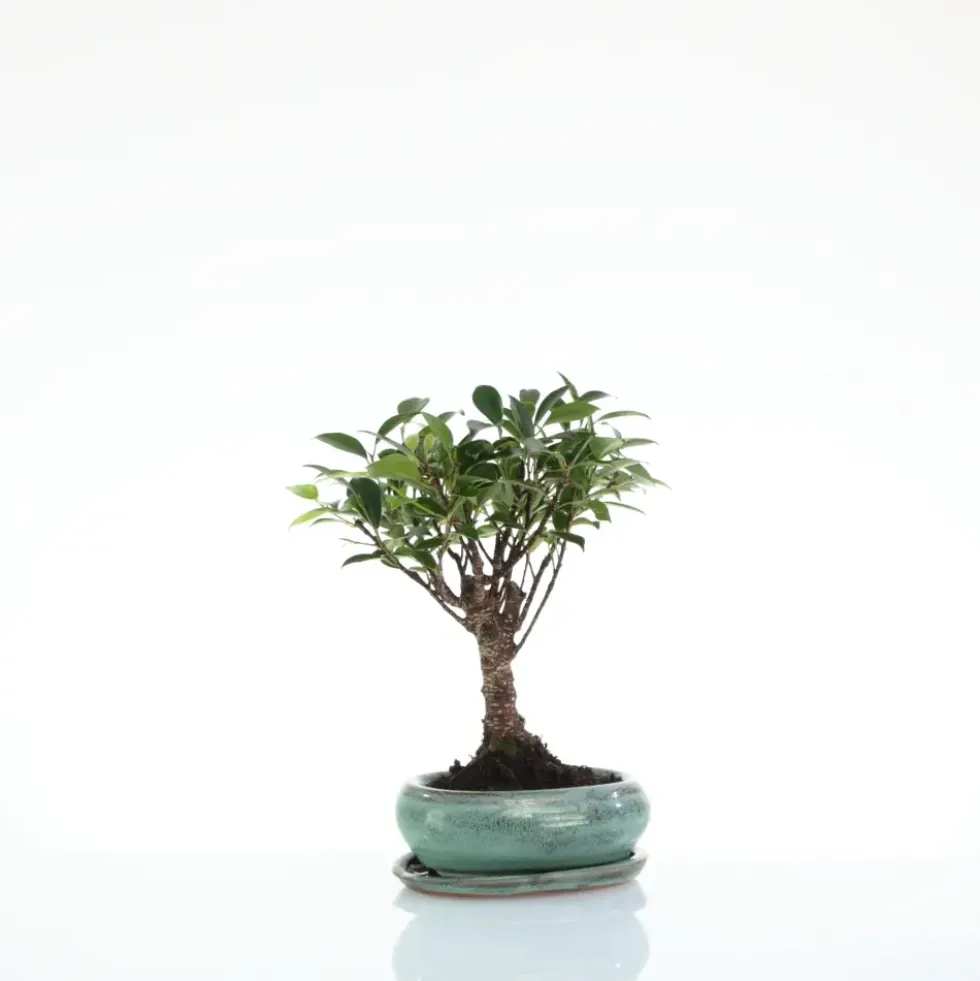 Bonsaï Ficus Retusa botanic® taille 1,2. Le pot