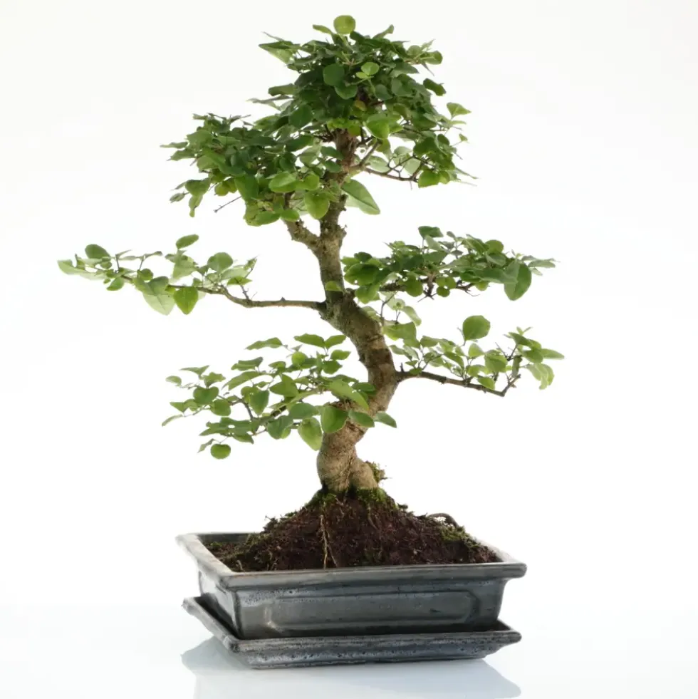 Bonsaï Ligustrum botanic® taille 5,5. Le pot
