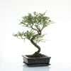 Bonsaï poivrier botanic® taille 5,5. Le pot