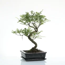 Bonsaï poivrier botanic® taille 5,5. Le pot