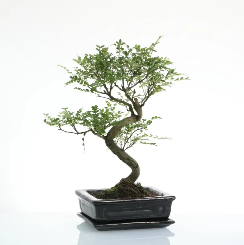 Bonsaï poivrier botanic® taille 5,5. Le pot