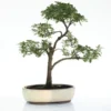 Bonsaï rempoté varié botanic® mix taille 7