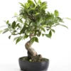Bonsaï rempoté varié botanic® mix taille 6