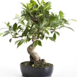 Bonsaï rempoté varié botanic® mix taille 6