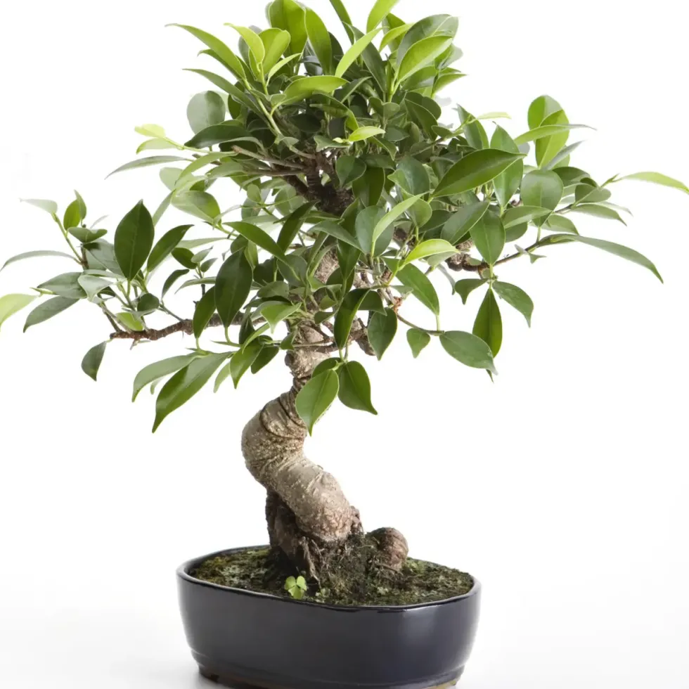 Bonsaï rempoté varié botanic® mix taille 6