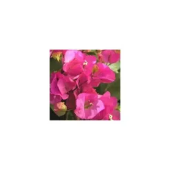 Bougainvillée colonne - Le pot de 10 litres