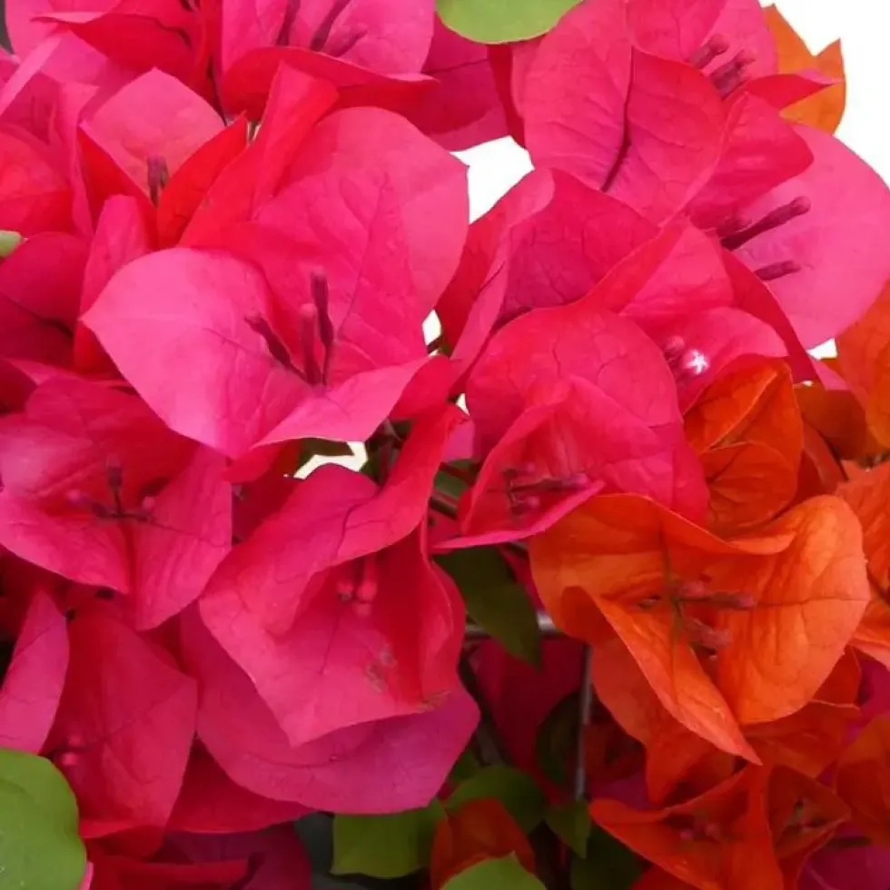 Bougainvillier Sanderiana en boule – Pot couleur