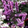 Bruyère Erica Darleyensis rouge. Le pot de 3 litres