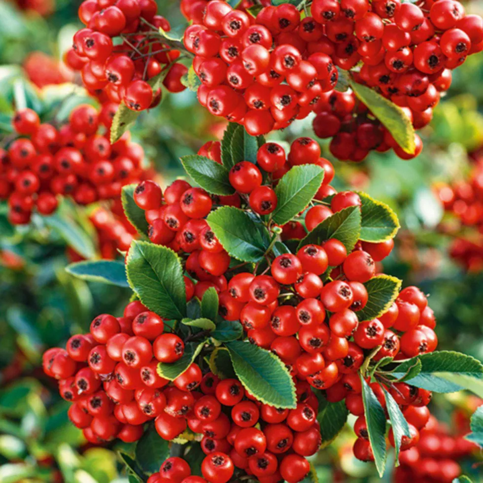 Buisson ardent à baies rouges (Pyracantha). Le pot de 3 litres