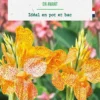 Bulbe de fleurs Canna haut En avant botanic® - 1 bulbe