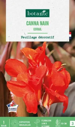 Bulbe de fleurs Canna nain Corail botanic® - 1 bulbe