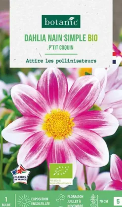 Bulbe de fleurs Dahlia nain simple Ptit coquin bio botanic® - 1 bulbe