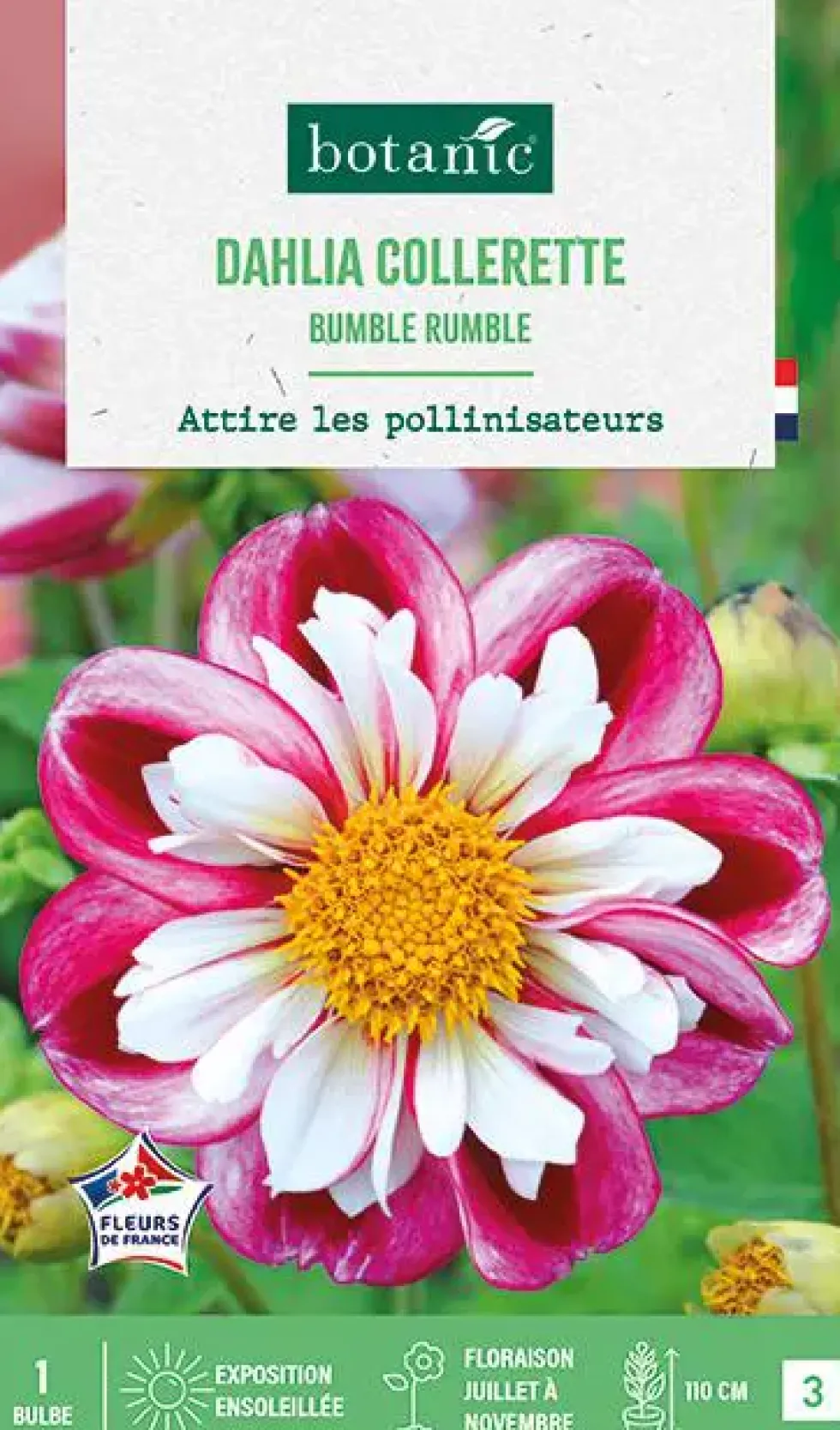 Bulbe de fleurs Dalhia collerette Bumble Rumble botanic® - 1 bulbe