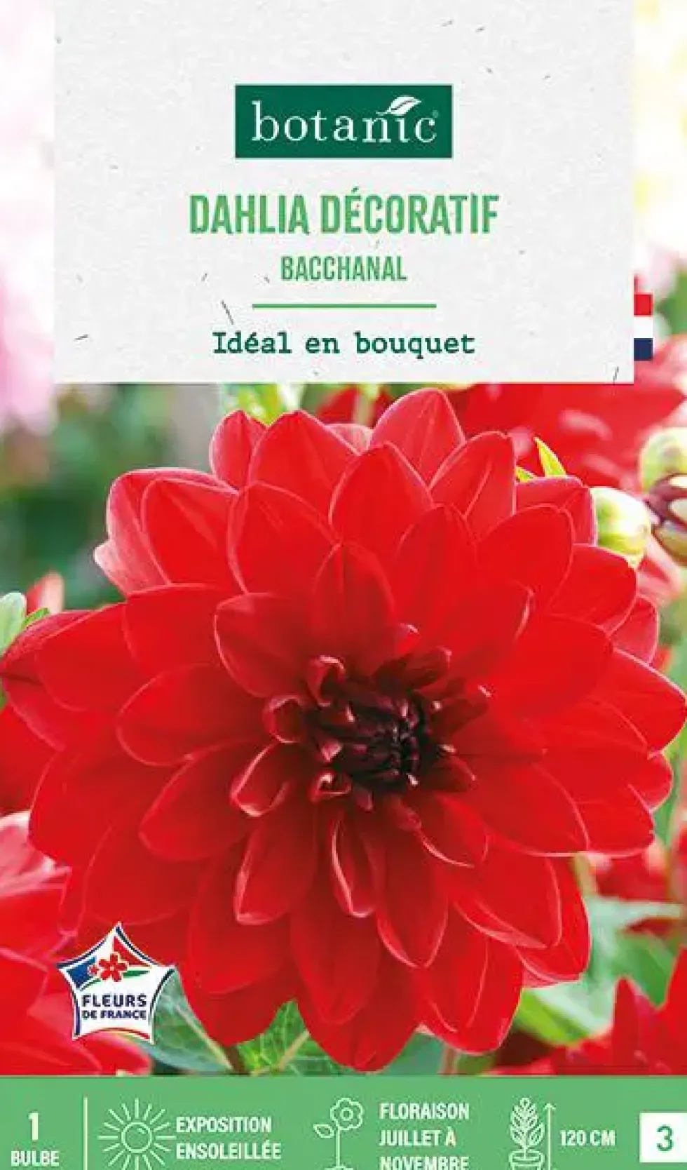 Bulbe de fleurs Dalhia décoratif Bacchanal botanic® - 1 bulbe