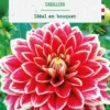 Bulbe de fleurs Dalhia décoratif Caballero botanic® - 1 bulbe