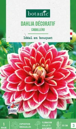 Bulbe de fleurs Dalhia décoratif Caballero botanic® - 1 bulbe