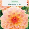 Bulbe de fleurs Dalhia nain double Péché mignon botanic® - 1 bulbe