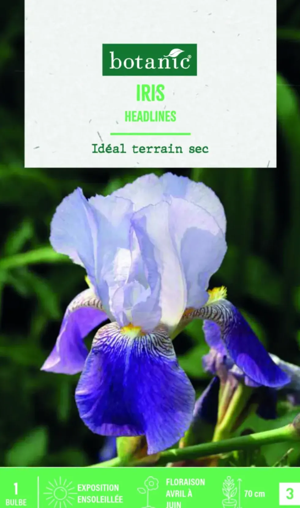 Bulbe de fleurs Iris Germanica Headlines botanic® - 1 bulbe