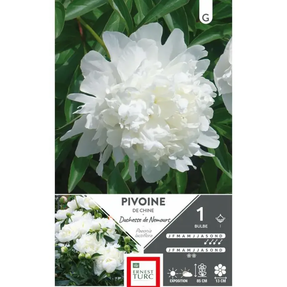 Bulbe de Pivoine herbacée Duchesse de Nemours blanc