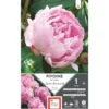 Bulbe de Pivoine herbacée Sarah Bernhardt rose
