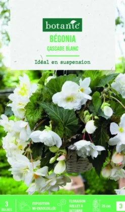 Bulbes de fleurs Bégonia Cascade blanc botanic® - 3 bulbes