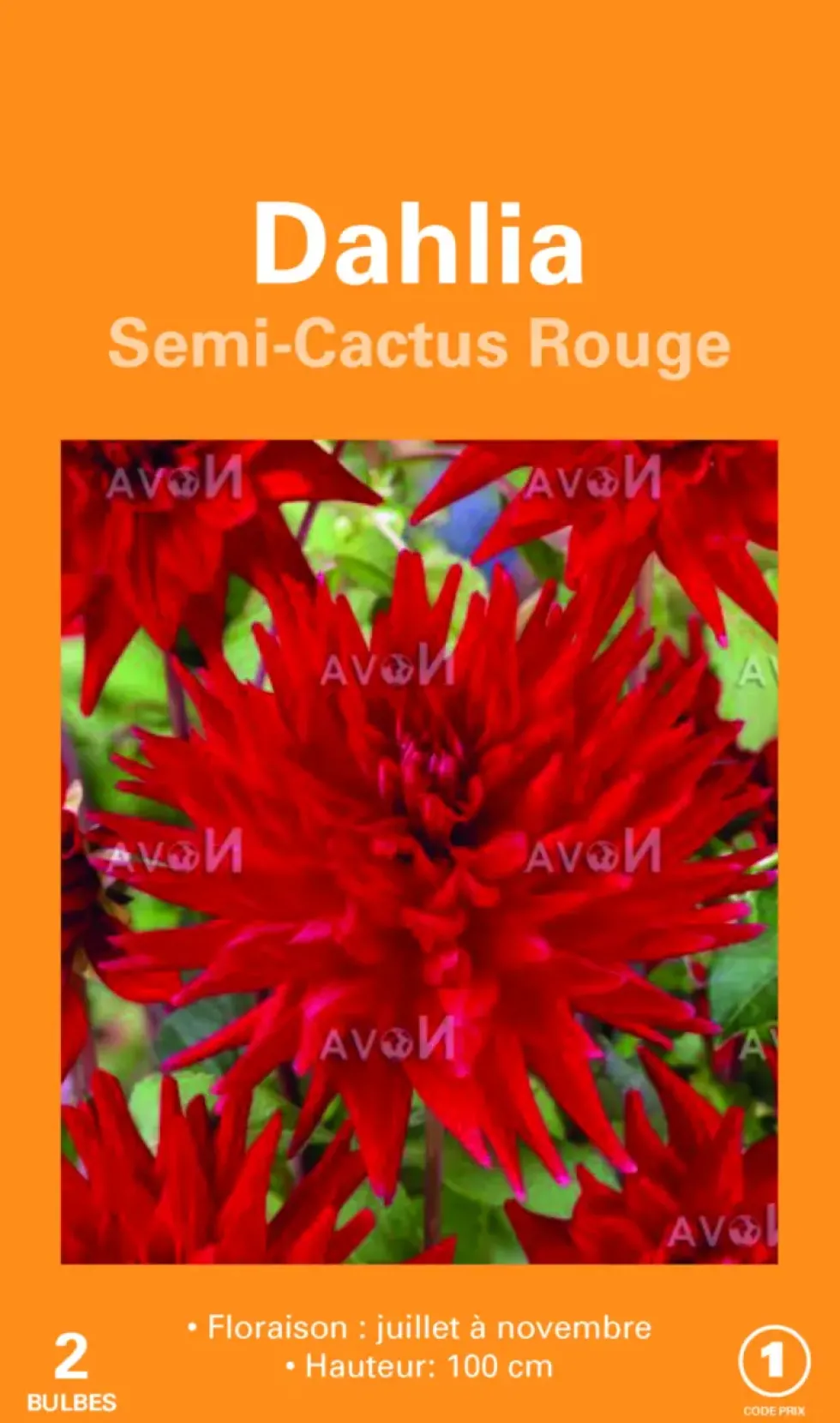Bulbes de fleurs Dahlia Cactus rouge botanic® – 2 bulbes