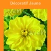 Bulbes de fleurs Dahlia décoratif jaune botanic® – 2 bulbes