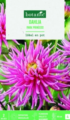 Bulbes de fleurs Dahlia semi-cactus nain Park Princess botanic® - 2 bulbes