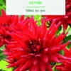 Bulbes de fleurs Dahlia semi-cactus nain red Pygmée botanic® - 2 bulbes