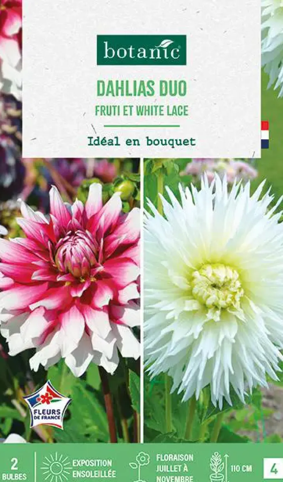 Bulbes de fleurs duo de Dahlias cactus Fruti / White lace botanic® - 2 bulbes