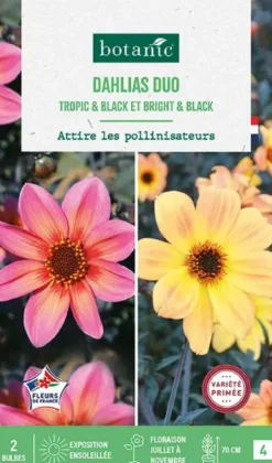 Bulbes de fleurs duo de Dahlias nains simples Bright&Black / Tropic&Black botanic® - 2 bulbes
