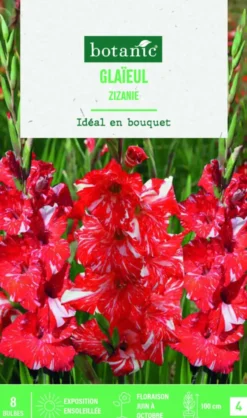 Bulbes de fleurs Glaïeul grandes fleurs Zizanie botanic® - 8 bulbes