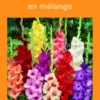 Bulbes de fleurs Glaïeuls grandes fleurs en mélange botanic® – 2 bulbes