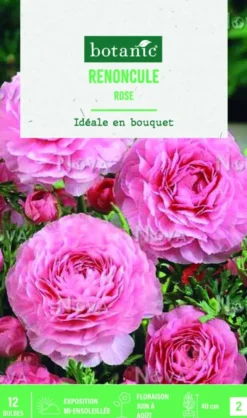 Bulbes de fleurs Renoncule asiatique rose botanic® – 12 bulbes