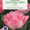 Bulbes de fleurs Tulipe Darwin hybride Foxtrot rose botanic® - 7 bulbes