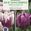 Bulbes de fleurs Tulipe triomphe duo violet et violet blanc botanic® - 7 bulbes