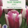 Bulbes de fleurs Tulipe triomphe Hotpants blanc et rose botanic® - 7 bulbes