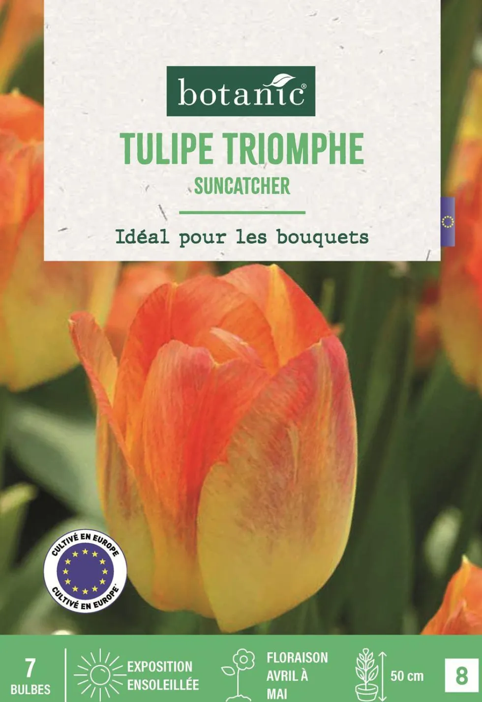 Bulbes de fleurs Tulipe triomphe Suncatcher jaune rouge botanic® - 7 bulbes